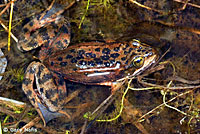 Oregon Spotted Frog
