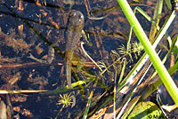 Oregon Spotted Frog tadpole
