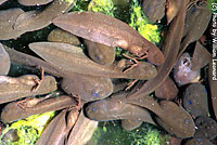 Oregon Spotted Frog tadpoles