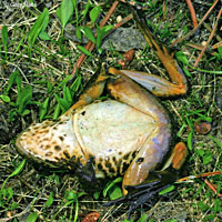 Sierra Nevada Yellow-legged Frog