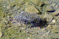 Lowland Leopard Frog eggs