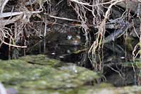 Lowland Leopard Frog Habitat