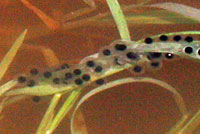 Scaphiopus couchii Couch's Spadefoot Eggs