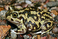 Scaphiopus couchii Couch's Spadefoot