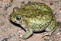 Scaphiopus couchii Couch's Spadefoot
