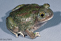 Western Spadefoot