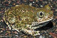 Western Spadefoot