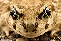 Great Basin Spadefoot