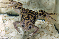 African Clawed Frog