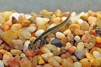 African Clawed Frog Tadpole