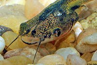 African Clawed Frog Tadpole