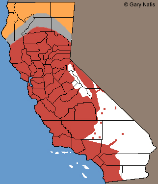 california toad range map