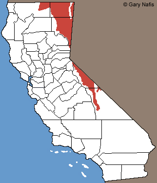 Great Basin Spadefoot California Range Map