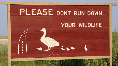 don't run down wildlife