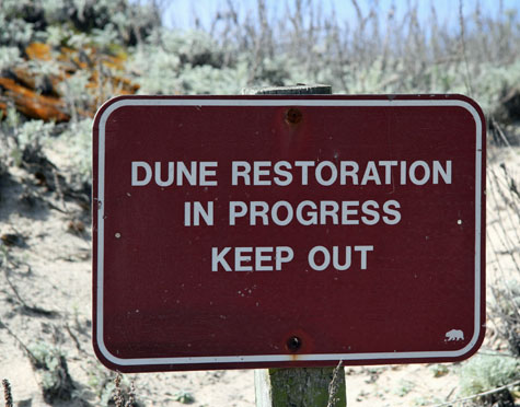 dune restoration