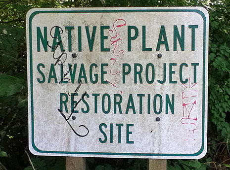 native plant area