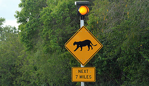 FL panther sign