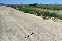 rattlesnake on road