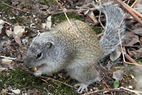 narcisse squirrel