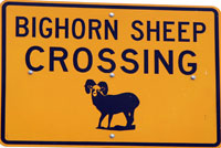 bighorn sign