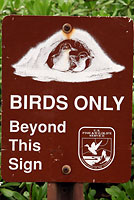 birds only