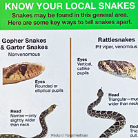 Gopher Snake Rattlesnake Comparison Sign