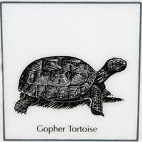  Tortoise Sign