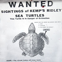 Turtle Sign