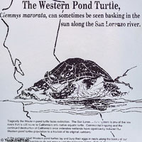 Turtle Sign