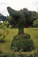 Thai Cobra Topiary