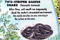 Two-striped Gartersnake Sign