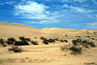 Variable Sandsnake Possible Habitat
