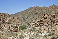 Desert Banded Gecko Habitat