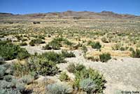 Northern Desert Horned Lizard Habitat