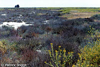 San Joaquin Coachwhip Habitat