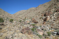 desert spiny lizard habitat