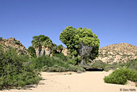 desert spiny lizard habitat