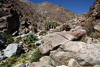 Baja California Collared Lizard Habitat