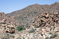 Mearns' Rock Lizard Habitat