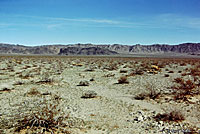 Southern Desert Horned Lizard Habitat