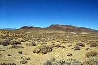 Northern Desert Horned Lizard habitat