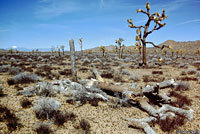 Desert Night Lizard Habitat