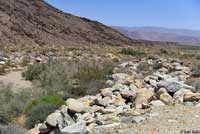 desert spiny lizard habitat