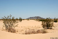 Colorado Desert Fringe-toed Lizard Habitat