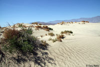 Colorado Desert Fringe-toed Lizard Habitat