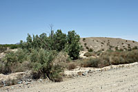 Long-tailed Brush Lizard Habitat