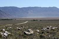 Nevada Side-blotched Lizard Habitat