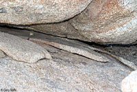 Granite Night Lizard Habitat