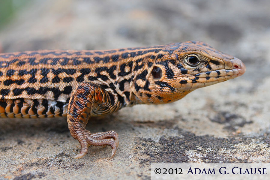 western whiptail lizard