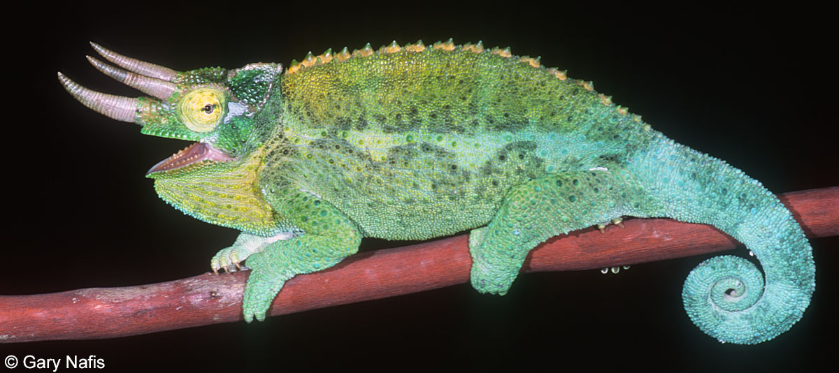 Jackson's chameleon - Wikipedia